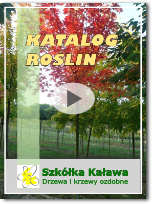 Okładka katalogu drzew i krzewów